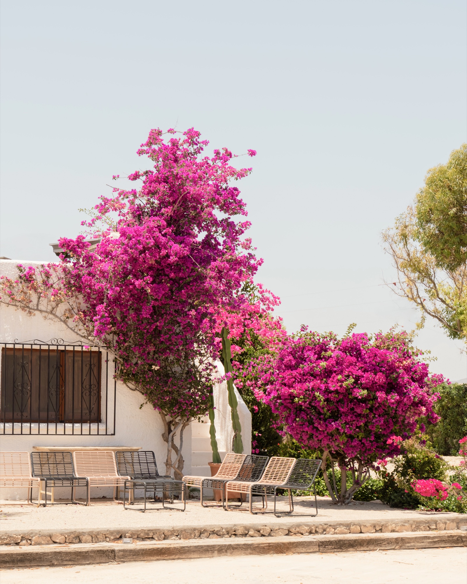 Pinke Bougainvillea an weißer Finca-Wand, Location 17 Almería, mediterrane Hochzeit
