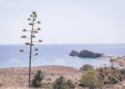 Blick über Agaven auf das Meer und den Felsen von La Isleta del Moro