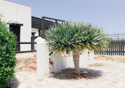 Drachenbaum im weiß gemauerten Innenhof der Finca bei Agua Amarga