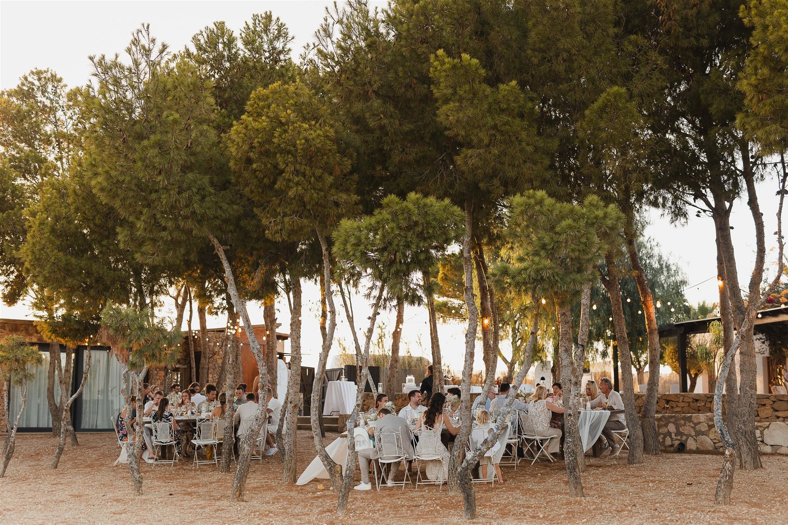 Hochzeitsgesellschaft beim Dinner unter alten Pinien im Abendlicht, Familienhaus bei Agua Amarga