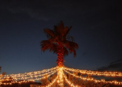 Beleuchtete Palme bei Nacht über der Hochzeitsfeier im Cortijo bei San José
